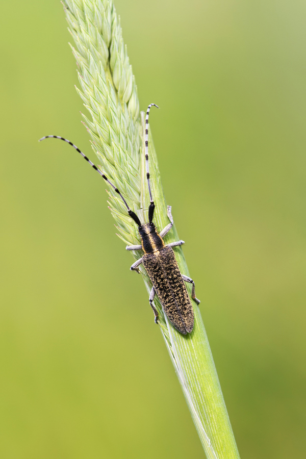 Longhorn Beetle - Agapanthea villosoviridescens 3